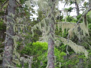 Vinalhaven Magic Trees